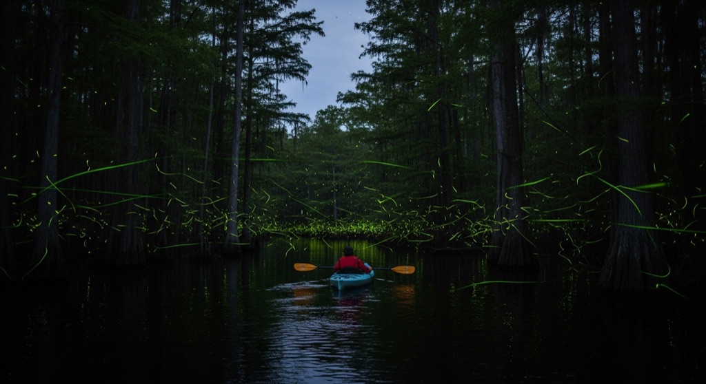 Sunset Blackwater Swamp Paddle & Fireflies (Charleston Kayak Co.) — After Dark & Night Sky in Charleston