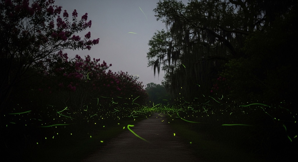 Armand Bayou Nature Center — Firefly Hikes — After Dark & Night Sky in Houston
