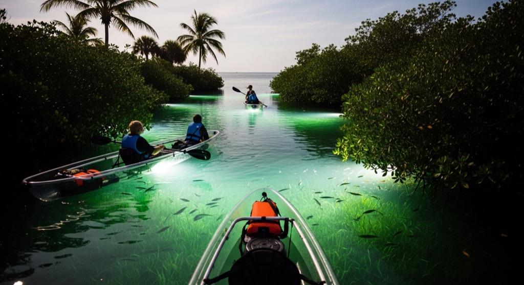 Get Up And Go Kayaking - Shell Key Preserve Glow Tour — After Dark & Night Sky in Tampa